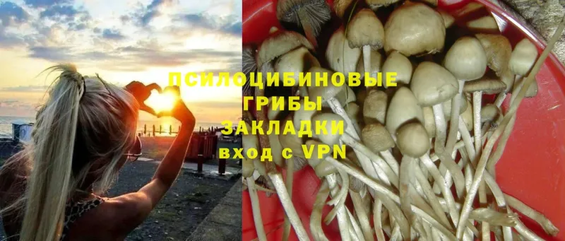 Псилоцибиновые грибы Psilocybe  где можно купить   Кулебаки 